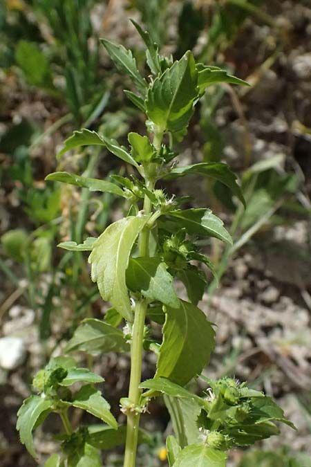 Mercurialis annua \ Einjähriges Bingelkraut / Annual Mercury, Zypern/Cyprus Prov. Paphos, Episkopi 31.3.2025 Mercurialis annua \ Einjähriges Bingelkraut / Annual Mercury, Zypern/Cyprus Prov. Paphos, Episkopi 31.3.2025