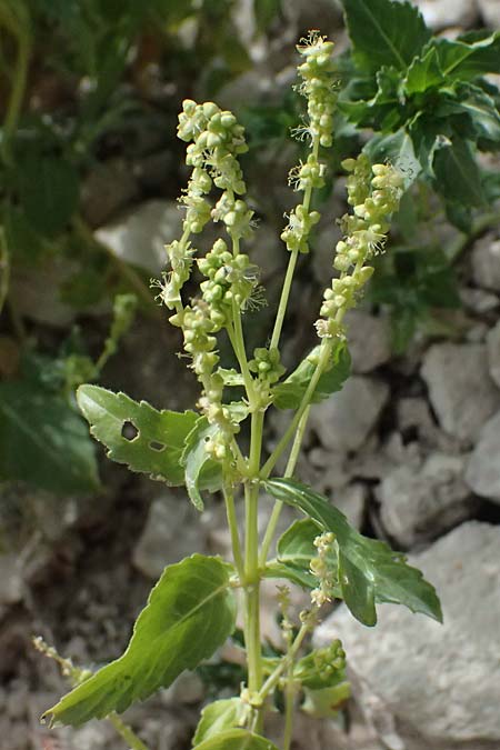 Mercurialis annua \ Einjähriges Bingelkraut / Annual Mercury, Zypern/Cyprus Prov. Paphos, Episkopi 31.3.2025 Mercurialis annua \ Einjähriges Bingelkraut / Annual Mercury, Zypern/Cyprus Prov. Paphos, Episkopi 31.3.2025