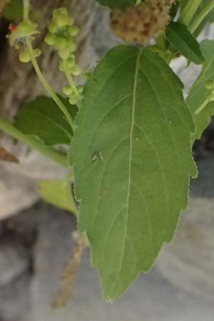 Mercurialis annua \ Einjähriges Bingelkraut / Annual Mercury, Zypern/Cyprus Prov. Paphos, Episkopi 31.3.2025 Mercurialis annua \ Einjähriges Bingelkraut / Annual Mercury, Zypern/Cyprus Prov. Paphos, Episkopi 31.3.2025