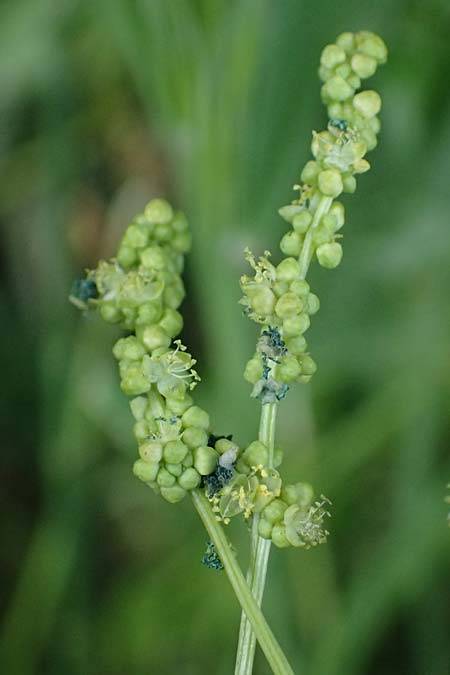 Mercurialis annua \ Einjähriges Bingelkraut / Annual Mercury, Zypern/Cyprus Prov. Paphos, Episkopi 31.3.2025 Mercurialis annua \ Einjähriges Bingelkraut / Annual Mercury, Zypern/Cyprus Prov. Paphos, Episkopi 31.3.2025
