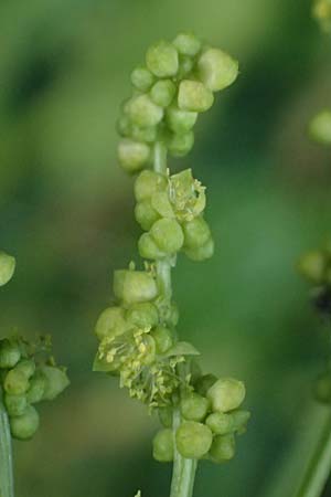 Mercurialis annua \ Einjähriges Bingelkraut / Annual Mercury, Zypern/Cyprus Prov. Paphos, Episkopi 31.3.2025 Mercurialis annua \ Einjähriges Bingelkraut / Annual Mercury, Zypern/Cyprus Prov. Paphos, Episkopi 31.3.2025