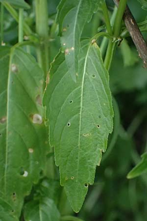 Mercurialis annua \ Einjähriges Bingelkraut / Annual Mercury, Zypern/Cyprus Prov. Paphos, Episkopi 31.3.2025 Mercurialis annua \ Einjähriges Bingelkraut / Annual Mercury, Zypern/Cyprus Prov. Paphos, Episkopi 31.3.2025