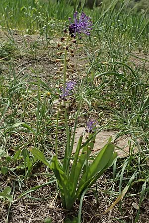 Muscari comosum \ Schopfige Traubenhyazinthe / Tassel Hyacinth, Zypern/Cyprus Galata 28.3.2025