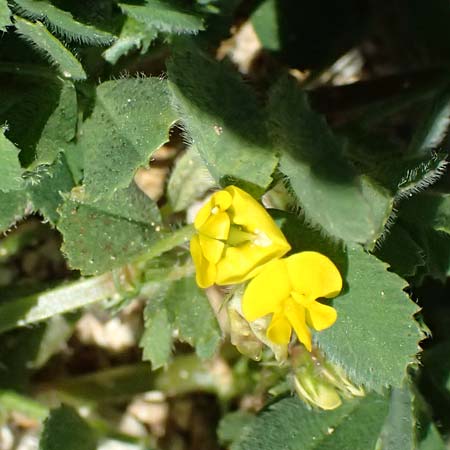 Medicago polymorpha \ Rauer Schneckenklee, Schwarzer Schneckenklee, Zypern Episkopi 23.3.2025
