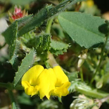 Medicago polymorpha \ Rauer Schneckenklee, Schwarzer Schneckenklee, Zypern Episkopi 23.3.2025
