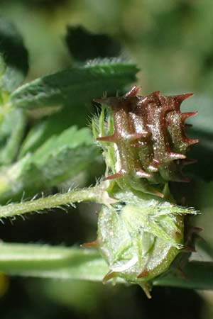 Medicago polymorpha \ Rauer Schneckenklee, Schwarzer Schneckenklee, Zypern Episkopi 23.3.2025