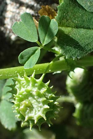 Medicago polymorpha \ Rauer Schneckenklee, Schwarzer Schneckenklee, Zypern Episkopi 23.3.2025