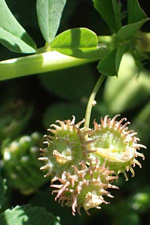 Medicago polymorpha \ Rauer Schneckenklee, Schwarzer Schneckenklee, Zypern Episkopi 23.3.2025
