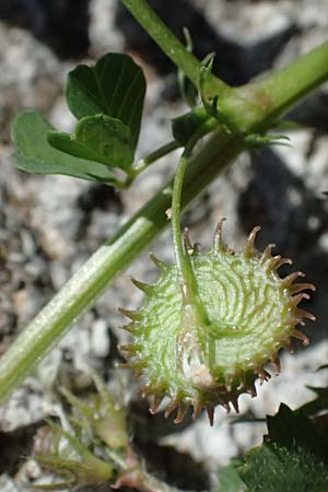 Medicago polymorpha \ Rauer Schneckenklee, Schwarzer Schneckenklee, Zypern Episkopi 23.3.2025
