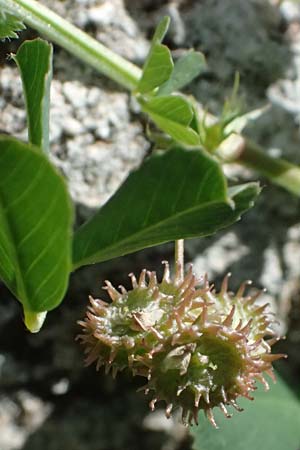 Medicago polymorpha \ Rauer Schneckenklee, Schwarzer Schneckenklee, Zypern Episkopi 23.3.2025