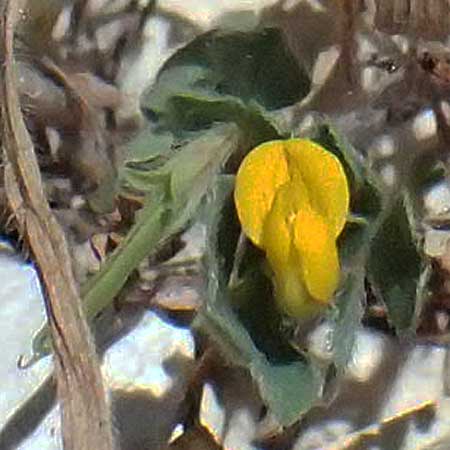 Lotus peregrinus \ Fremder Hornklee, Zypern Kourion 29.3.2025