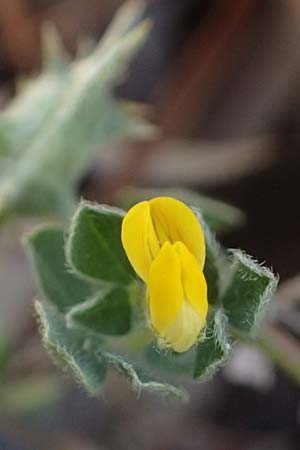 Lotus peregrinus \ Fremder Hornklee, Zypern Kourion 29.3.2025