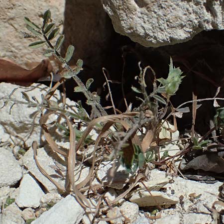 Onobrychis crista-galli \ Hahnenkamm-Esparsette, Zypern Kourion 29.3.2025