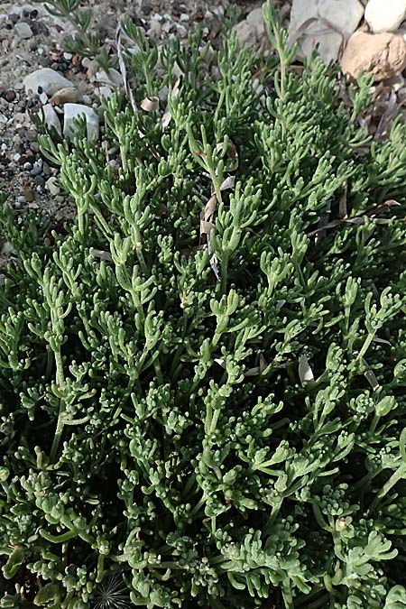 Mesembryanthemum nodiflorum \ Knotenbl�tige Mittagsblume, Zypern Petra tou Romiou 30.3.2025