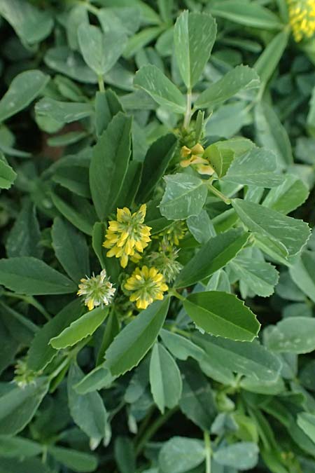 Melilotus indicus \ Indischer Honigklee, Kleinbltiger Steinklee / Small Melilot, Zypern/Cyprus Limassol 20.3.2025