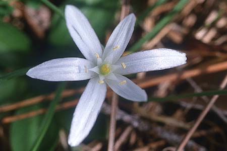 Ornithogalum pedicellare \ Gestielter Milchstern / Stalked Star of Bethlehem, Zypern/Cyprus Pegeia 1.3.1997