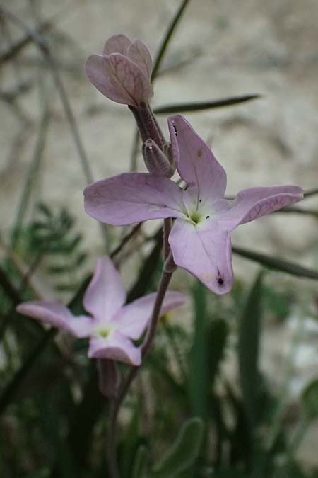 Matthiola longipetala \ Abend-Levkoje / Evening Stock, Zypern/Cyprus Kato Archimandrita 1.4.2025