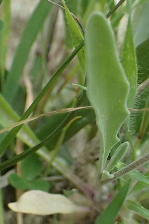 Matthiola longipetala \ Abend-Levkoje / Evening Stock, Zypern/Cyprus Kato Archimandrita 1.4.2025