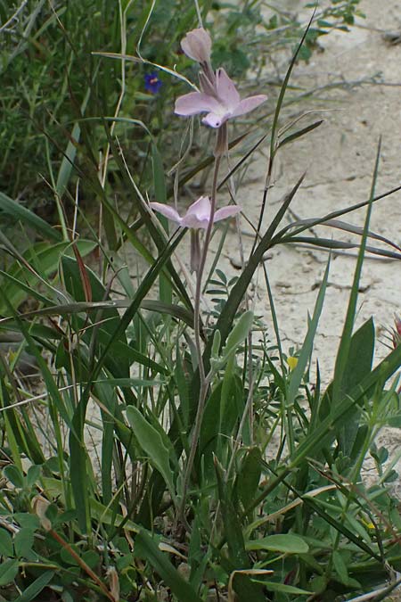 Matthiola longipetala \ Abend-Levkoje / Evening Stock, Zypern/Cyprus Kato Archimandrita 1.4.2025