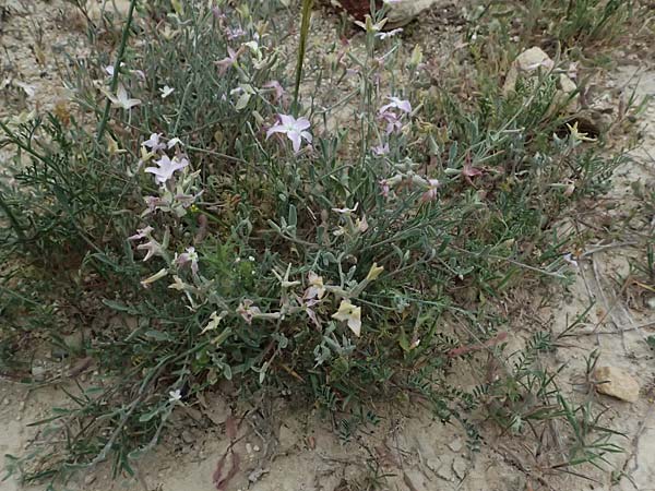 Matthiola longipetala \ Abend-Levkoje / Evening Stock, Zypern/Cyprus Kato Archimandrita 1.4.2025