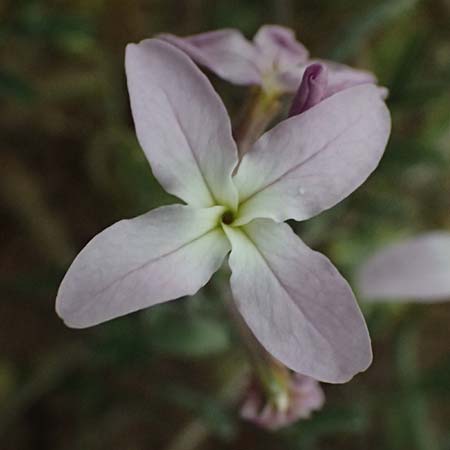Matthiola longipetala \ Abend-Levkoje / Evening Stock, Zypern/Cyprus Kato Archimandrita 1.4.2025
