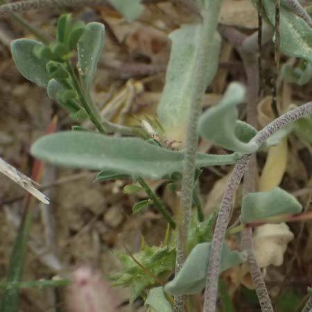 Matthiola longipetala \ Abend-Levkoje / Evening Stock, Zypern/Cyprus Kato Archimandrita 1.4.2025