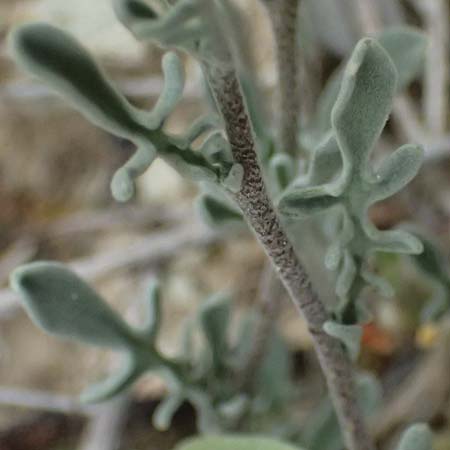 Matthiola longipetala \ Abend-Levkoje / Evening Stock, Zypern/Cyprus Kato Archimandrita 1.4.2025