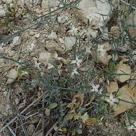 Matthiola longipetala \ Abend-Levkoje / Evening Stock, Zypern/Cyprus Kato Archimandrita 1.4.2025