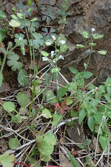 Microthlaspi natolicum subsp. gaillardotii \ Gaillardots Kleint�schelkraut / Gaillardot's Penny-Cress, Zypern/Cyprus Xyliatos 26.3.2025