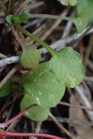 Microthlaspi natolicum subsp. gaillardotii \ Gaillardots Kleint�schelkraut / Gaillardot's Penny-Cress, Zypern/Cyprus Xyliatos 26.3.2025