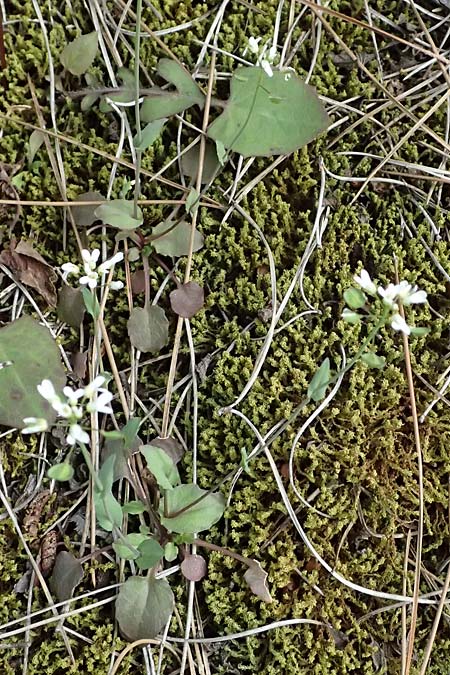 Microthlaspi natolicum subsp. gaillardotii \ Gaillardots Kleint�schelkraut / Gaillardot's Penny-Cress, Zypern/Cyprus Xyliatos 26.3.2025