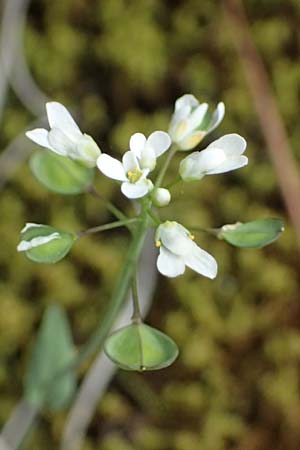 Microthlaspi natolicum subsp. gaillardotii \ Gaillardots Kleint�schelkraut / Gaillardot's Penny-Cress, Zypern/Cyprus Xyliatos 26.3.2025