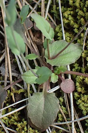 Microthlaspi natolicum subsp. gaillardotii \ Gaillardots Kleint�schelkraut / Gaillardot's Penny-Cress, Zypern/Cyprus Xyliatos 26.3.2025