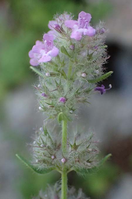 Micromeria nervosa \ Pal�stina-Steinminze / Veined Savory, Zypern/Cyprus Baths of Aphrodite 27.3.2025