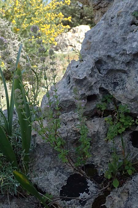 Micromeria nervosa \ Pal�stina-Steinminze / Veined Savory, Zypern/Cyprus Baths of Aphrodite 27.3.2025