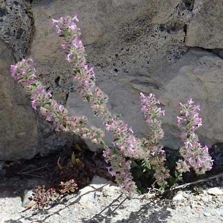 Micromeria nervosa \ Pal�stina-Steinminze / Veined Savory, Zypern/Cyprus Kourion 29.3.2025