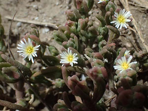Mesembryanthemum nodiflorum \ Knotenbl�tige Mittagsblume, Zypern Larnaka 2.4.2025