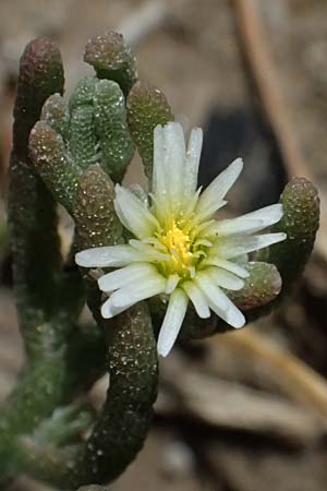 Mesembryanthemum nodiflorum \ Knotenbl�tige Mittagsblume, Zypern Larnaka 2.4.2025