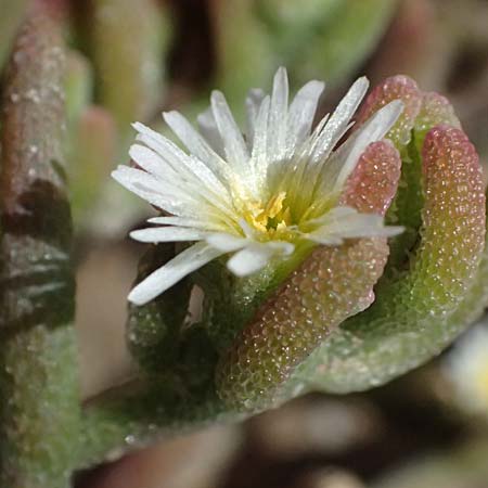 Mesembryanthemum nodiflorum \ Knotenbl�tige Mittagsblume, Zypern Larnaka 2.4.2025