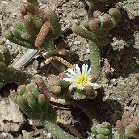 Mesembryanthemum nodiflorum \ Knotenbl�tige Mittagsblume, Zypern Larnaka 2.4.2025