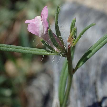 Misopates orontium \ Acker-Lwenmaul, Groer Orant / Weasel's-Snout, Lesser Snapdragon, Zypern/Cyprus Akamas, Neo Chorio 20.3.2025