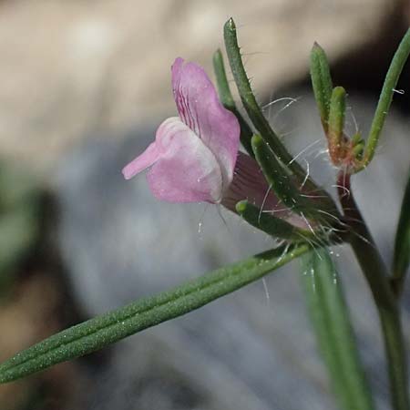 Misopates orontium \ Acker-Lwenmaul, Groer Orant / Weasel's-Snout, Lesser Snapdragon, Zypern/Cyprus Akamas, Neo Chorio 20.3.2025