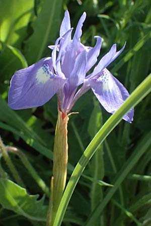 Moraea sisyrinchium \ Mittags-Schwertlilie, Kleine Sand-Iris / Barbary Nut Iris, Zypern/Cyprus Polemi 30.3.2025