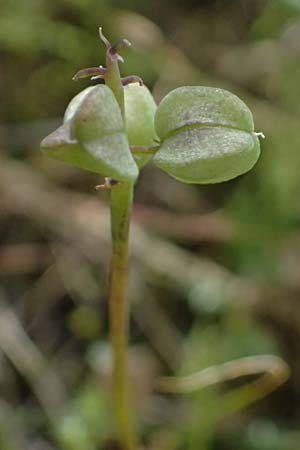 Muscari inconstrictum \ Levante-Traubenhyazinthe / Levantine Hyacinth, Zypern/Cyprus Xyliatos 26.3.2025
