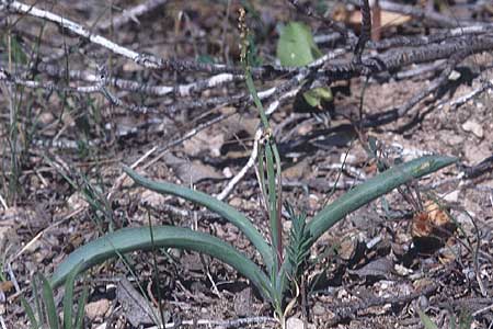 Hyacinthella millingenii \ Millingen-Hyazinthe / Millingen Hyacinth, Zypern/Cyprus Akamas 6.3.1997