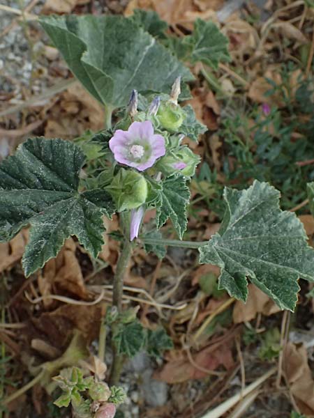 Malva nicaeensis \ Nizza-Malve / Nice Mallow, Zypern/Cyprus Pissouri 20.3.2025