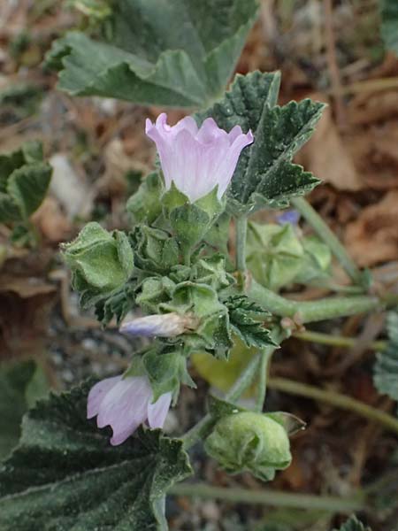 Malva nicaeensis \ Nizza-Malve / Nice Mallow, Zypern/Cyprus Pissouri 20.3.2025