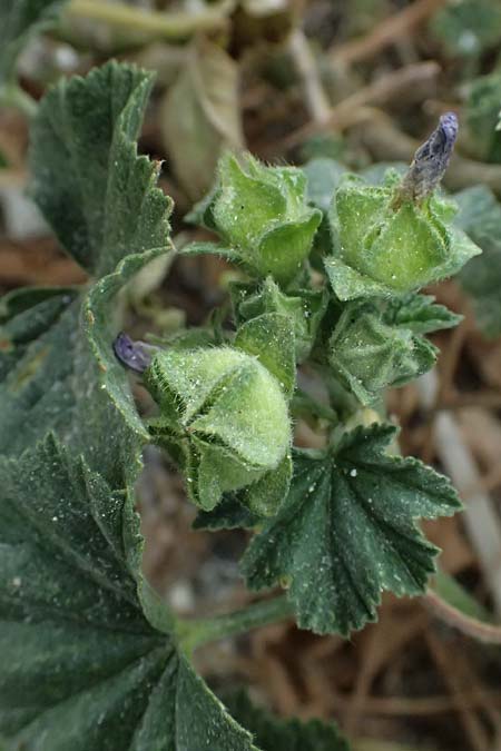 Malva nicaeensis \ Nizza-Malve / Nice Mallow, Zypern/Cyprus Pissouri 20.3.2025