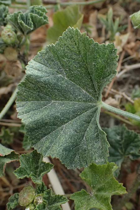 Malva nicaeensis \ Nizza-Malve / Nice Mallow, Zypern/Cyprus Pissouri 20.3.2025