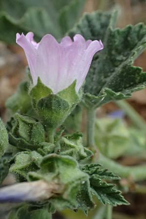 Malva nicaeensis \ Nizza-Malve / Nice Mallow, Zypern/Cyprus Pissouri 20.3.2025